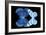 Miss Butterfly Duo Stichatura - X-Ray Black Edition-Philippe Hugonnard-Framed Photographic Print