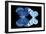 Miss Butterfly Duo Stichatura - X-Ray Black Edition-Philippe Hugonnard-Framed Photographic Print