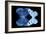 Miss Butterfly Duo Stichatura - X-Ray Black Edition-Philippe Hugonnard-Framed Photographic Print