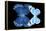 Miss Butterfly Duo Stichatura - X-Ray Black Edition-Philippe Hugonnard-Framed Premier Image Canvas