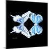 Miss Butterfly Duo Xugenutia Sq - X-Ray Black Edition-Philippe Hugonnard-Mounted Photographic Print