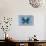 Miss Butterfly Euploea - Blue-Philippe Hugonnard-Photographic Print displayed on a wall