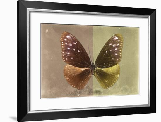 Miss Butterfly Euploea - Caramel & Gold-Philippe Hugonnard-Framed Photographic Print