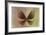 Miss Butterfly Euploea - Caramel & Gold-Philippe Hugonnard-Framed Photographic Print