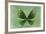 Miss Butterfly Euploea - Green-Philippe Hugonnard-Framed Photographic Print