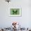 Miss Butterfly Euploea - Green-Philippe Hugonnard-Framed Photographic Print displayed on a wall