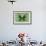 Miss Butterfly Euploea - Green-Philippe Hugonnard-Framed Photographic Print displayed on a wall