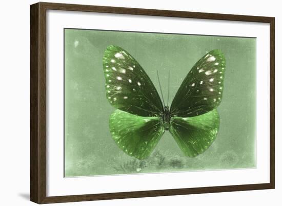 Miss Butterfly Euploea - Green-Philippe Hugonnard-Framed Photographic Print