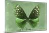 Miss Butterfly Euploea - Green-Philippe Hugonnard-Mounted Photographic Print