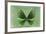 Miss Butterfly Euploea - Green-Philippe Hugonnard-Framed Photographic Print