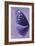 Miss Butterfly Euploea Profil - Purple-Philippe Hugonnard-Framed Photographic Print