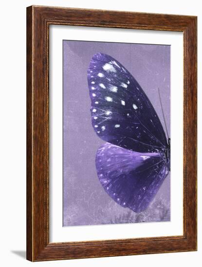 Miss Butterfly Euploea Profil - Purple-Philippe Hugonnard-Framed Photographic Print