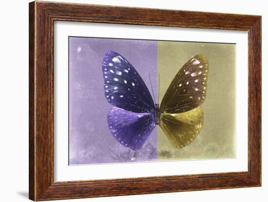 Miss Butterfly Euploea - Purple & Gold-Philippe Hugonnard-Framed Photographic Print