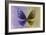 Miss Butterfly Euploea - Purple & Gold-Philippe Hugonnard-Framed Photographic Print