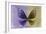 Miss Butterfly Euploea - Purple & Gold-Philippe Hugonnard-Framed Photographic Print