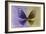 Miss Butterfly Euploea - Purple & Gold-Philippe Hugonnard-Framed Photographic Print