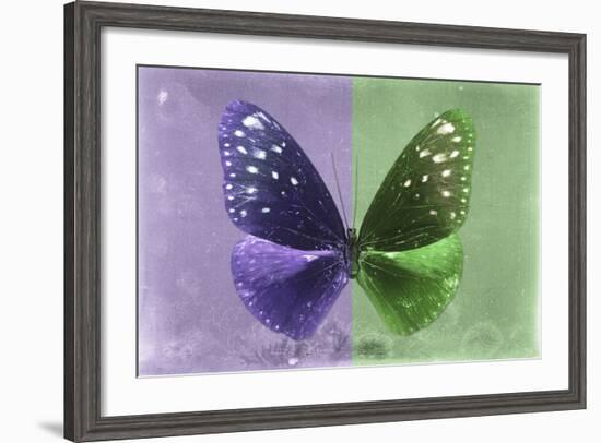 Miss Butterfly Euploea - Purple & Green-Philippe Hugonnard-Framed Photographic Print