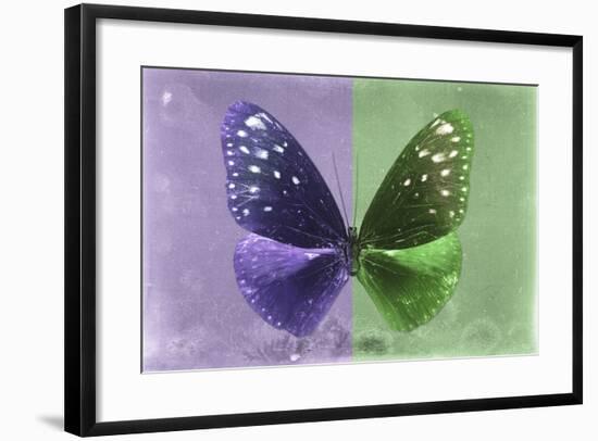 Miss Butterfly Euploea - Purple & Green-Philippe Hugonnard-Framed Photographic Print