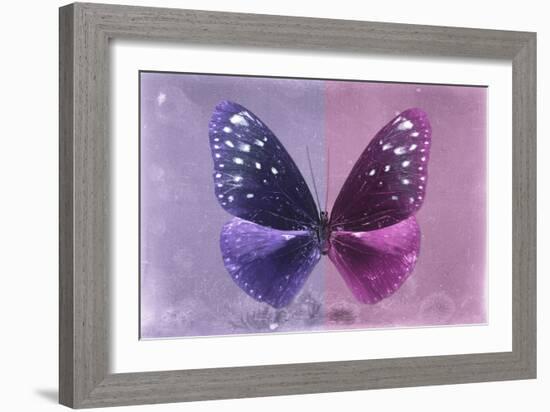 Miss Butterfly Euploea - Purple & Hot Pink-Philippe Hugonnard-Framed Photographic Print