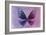 Miss Butterfly Euploea - Purple & Hot Pink-Philippe Hugonnard-Framed Photographic Print