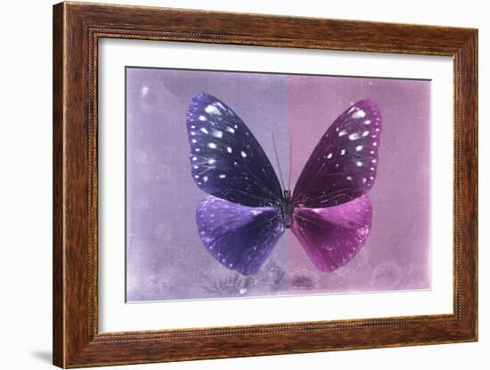 Miss Butterfly Euploea - Purple & Hot Pink-Philippe Hugonnard-Framed Photographic Print