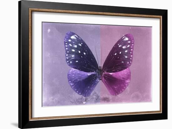 Miss Butterfly Euploea - Purple & Hot Pink-Philippe Hugonnard-Framed Photographic Print