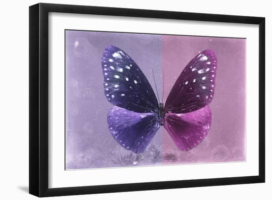 Miss Butterfly Euploea - Purple & Hot Pink-Philippe Hugonnard-Framed Photographic Print