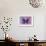 Miss Butterfly Euploea - Purple & Hot Pink-Philippe Hugonnard-Framed Photographic Print displayed on a wall