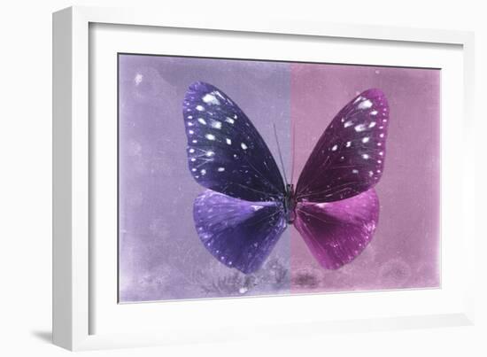 Miss Butterfly Euploea - Purple & Hot Pink-Philippe Hugonnard-Framed Photographic Print