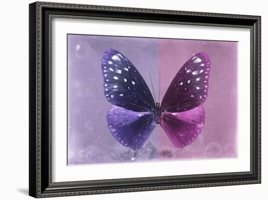 Miss Butterfly Euploea - Purple & Hot Pink-Philippe Hugonnard-Framed Photographic Print