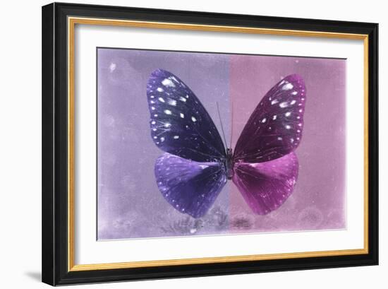 Miss Butterfly Euploea - Purple & Hot Pink-Philippe Hugonnard-Framed Photographic Print