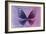 Miss Butterfly Euploea - Purple & Hot Pink-Philippe Hugonnard-Framed Photographic Print