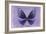 Miss Butterfly Euploea - Purple-Philippe Hugonnard-Framed Photographic Print