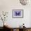 Miss Butterfly Euploea - Purple-Philippe Hugonnard-Framed Photographic Print displayed on a wall