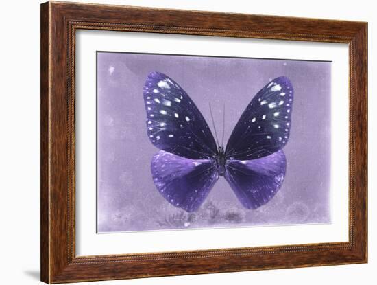 Miss Butterfly Euploea - Purple-Philippe Hugonnard-Framed Photographic Print