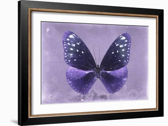 Miss Butterfly Euploea - Purple-Philippe Hugonnard-Framed Photographic Print