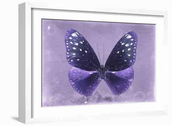 Miss Butterfly Euploea - Purple-Philippe Hugonnard-Framed Photographic Print