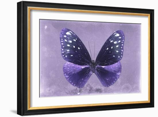 Miss Butterfly Euploea - Purple-Philippe Hugonnard-Framed Photographic Print