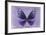 Miss Butterfly Euploea - Purple-Philippe Hugonnard-Framed Photographic Print