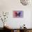 Miss Butterfly Euploea - Red & Purple-Philippe Hugonnard-Photographic Print displayed on a wall