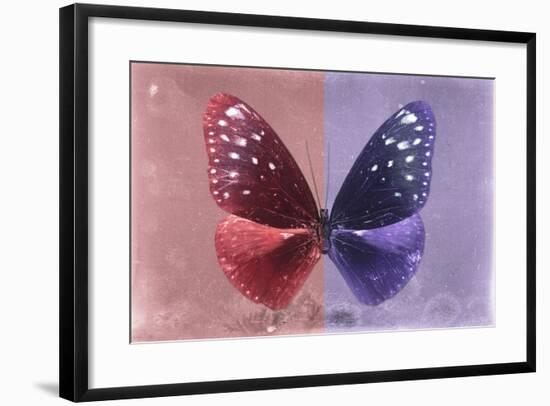 Miss Butterfly Euploea - Red & Purple-Philippe Hugonnard-Framed Photographic Print