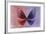 Miss Butterfly Euploea - Red & Purple-Philippe Hugonnard-Framed Photographic Print
