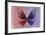 Miss Butterfly Euploea - Red & Purple-Philippe Hugonnard-Framed Photographic Print