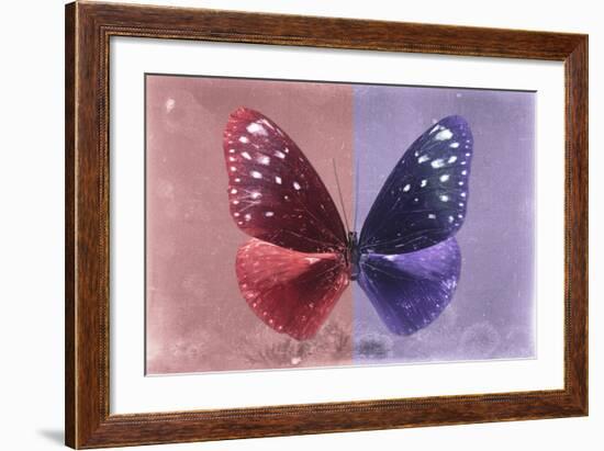 Miss Butterfly Euploea - Red & Purple-Philippe Hugonnard-Framed Photographic Print