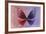 Miss Butterfly Euploea - Red & Purple-Philippe Hugonnard-Framed Photographic Print