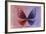 Miss Butterfly Euploea - Red & Purple-Philippe Hugonnard-Framed Photographic Print