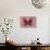 Miss Butterfly Euploea - Red-Philippe Hugonnard-Photographic Print displayed on a wall