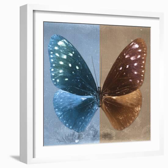 Miss Butterfly Euploea Sq - Blue & Caramel-Philippe Hugonnard-Framed Photographic Print