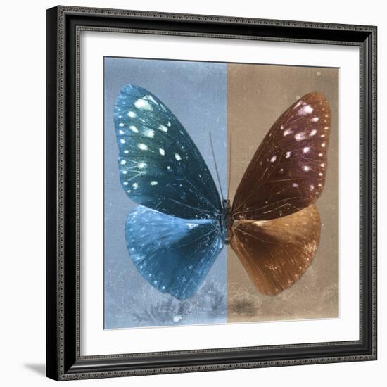 Miss Butterfly Euploea Sq - Blue & Caramel-Philippe Hugonnard-Framed Photographic Print