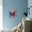 Miss Butterfly Euploea Sq - Blue & Red-Philippe Hugonnard-Photographic Print displayed on a wall